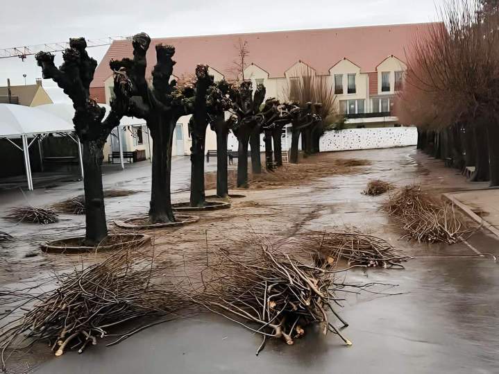 Abattage et élagage sécurisés pour garantir la santé de vos arbres